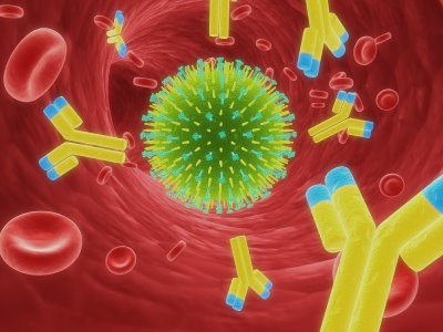 Как работи имунната система в&nbsp;резюме