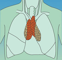 thymusorgan1