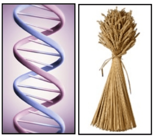 РНК секвениране установи нови гени и имунологични механизми при&nbsp;целиакията