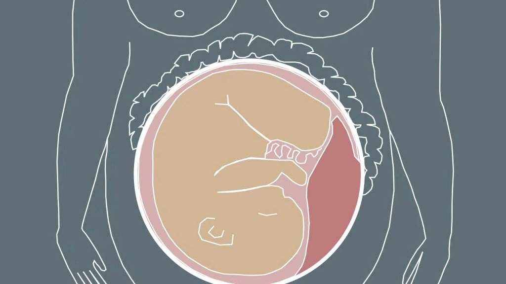 Нови данни в подкрепа на твърдението, че плацентата има свой&nbsp;микробиом