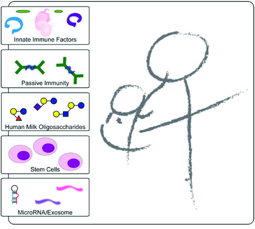Майчиното мляко може да осигури доживотна имунна защита на бебето към някои&nbsp;инфекции