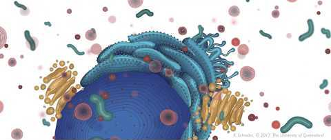 Новооткрита молекула може да блокира възпалението още в&nbsp;инфламазомата
