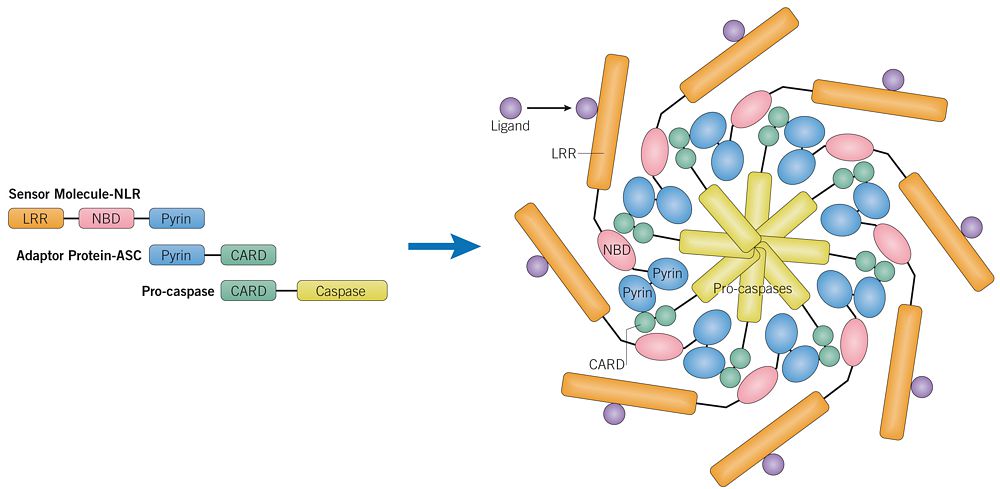inflammasome